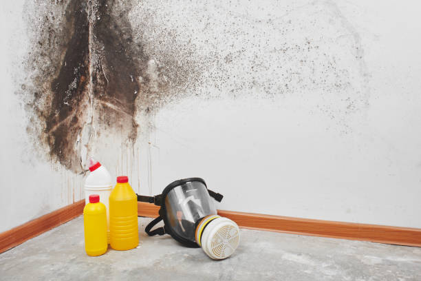 Best Toxic Mold Removal  in Penitas, TX