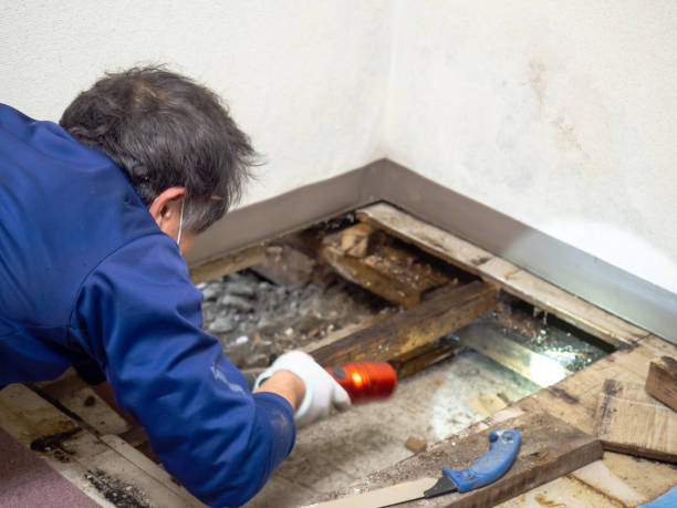 Best Emergency Mold Removal  in Penitas, TX
