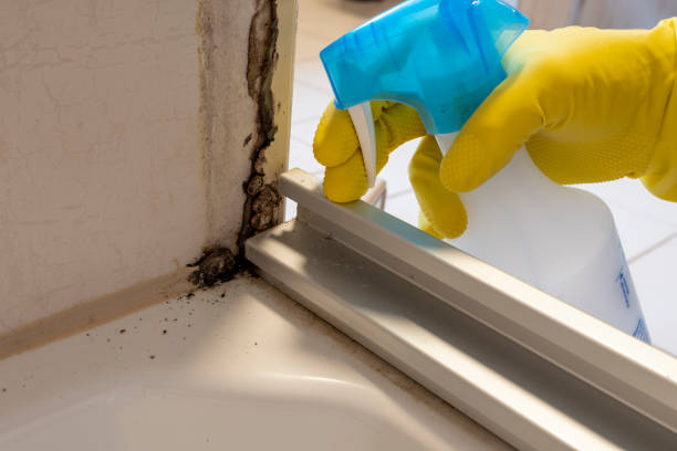 Best Mold Removal Specialists  in Penitas, TX