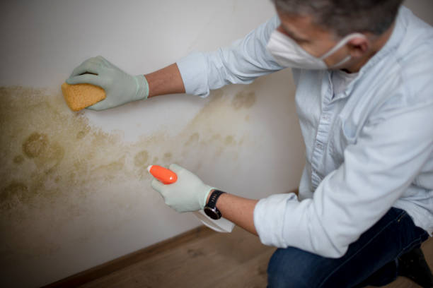 Best Local Mold Removal Service  in Penitas, TX