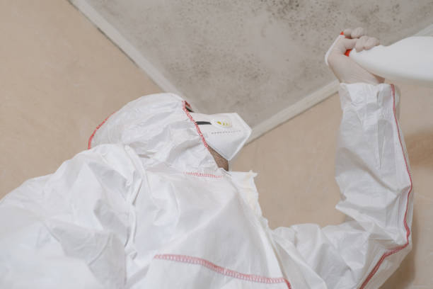 Home Mold Removal in Penitas, TX