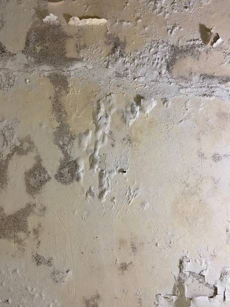 Best Mold Damage Repair  in Penitas, TX