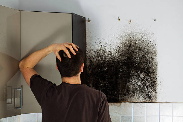 Best Fast Mold Removal  in Penitas, TX