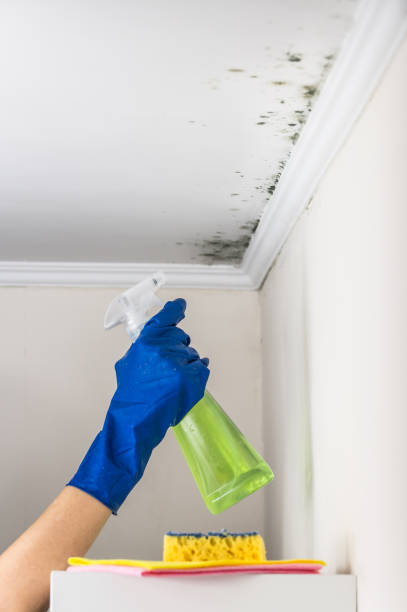 Best Home Mold Removal  in Penitas, TX