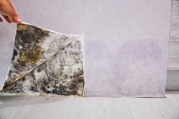 Trusted Penitas, TX Mold Removal Experts
